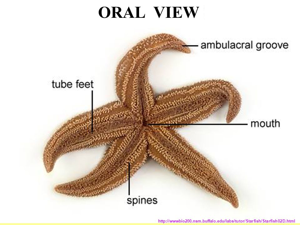 Image result for aboral view of starfish